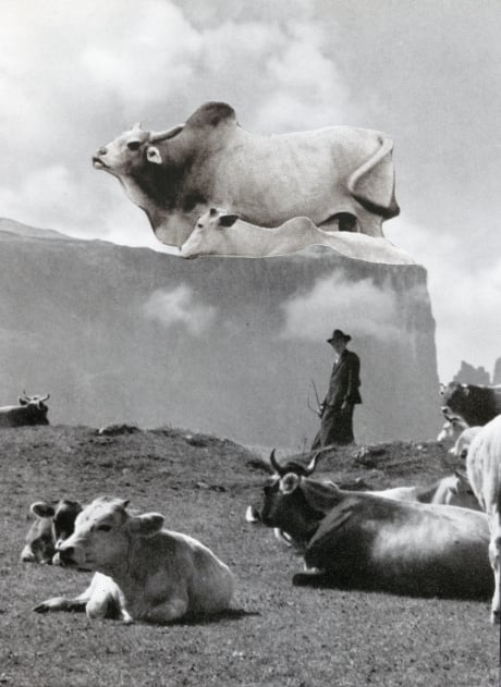 Les vaches perdues – Collage, analog ©2022