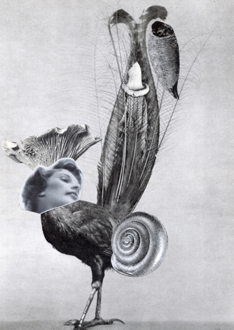 Zufällige Begegnung im Federkleid II; Rencontre fortuite dans la plumage II – Collage, analog ©2021